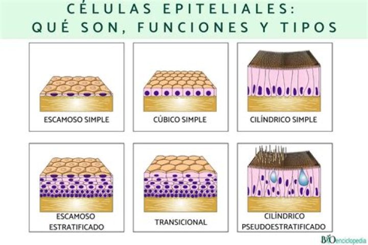 ¿Qué son las células epiteliales escamosas