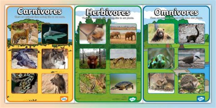 Question: Are Cod Fish Carnivores Herbivores Or Omnivores