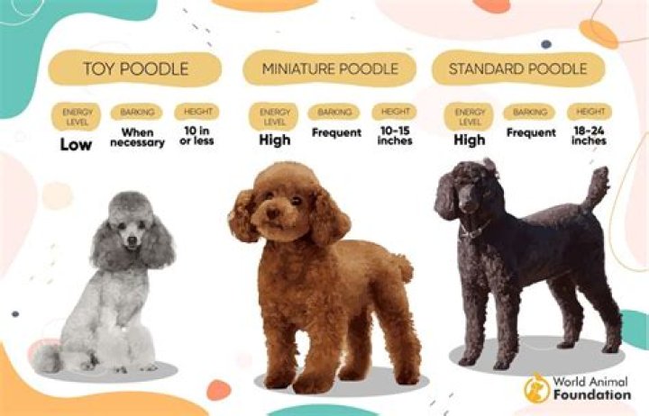 Question: Are Poodles Good Guard Dogs