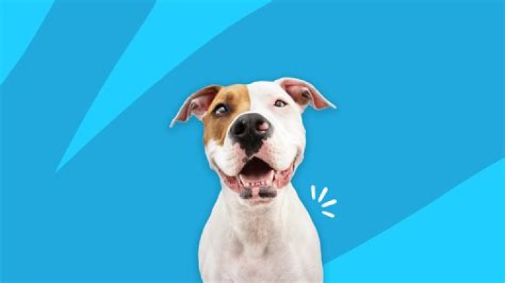 Question: How Long Do Terrible Twos Last In Dogs