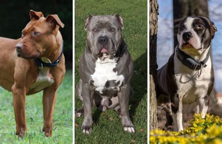 Question: How To Make A Pitbull Guard Dog