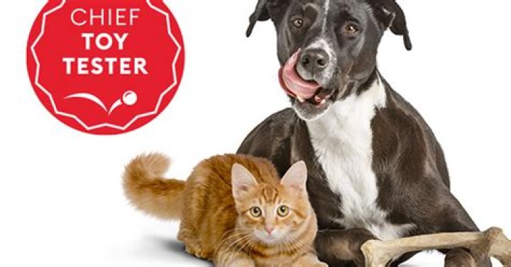 Question: How To Make Your Dog A Toy Tester