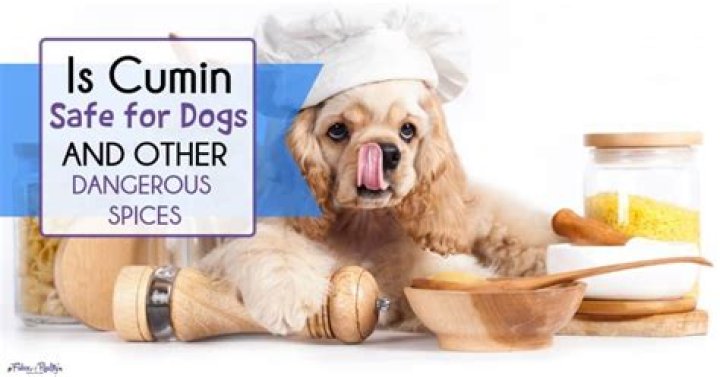 Question: Is Cumin Safe For Dogs