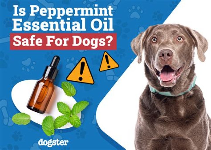 Question: Is Diffusing Peppermint Oil Safe Around Dogs