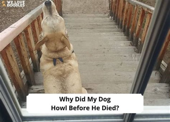 Question: Why Did My Dog Howl Before He Died