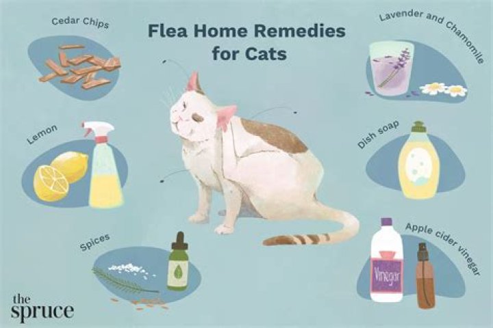 Question: Will Bleach Water Kill Fleas On Dogs