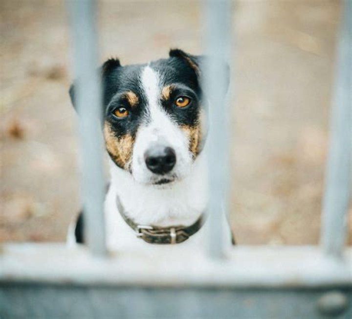 Quick Answer: Am Ch Designation For Dog