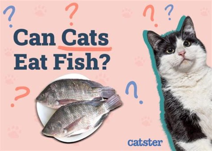 Quick Answer: Can Cats Eat Fish Paste