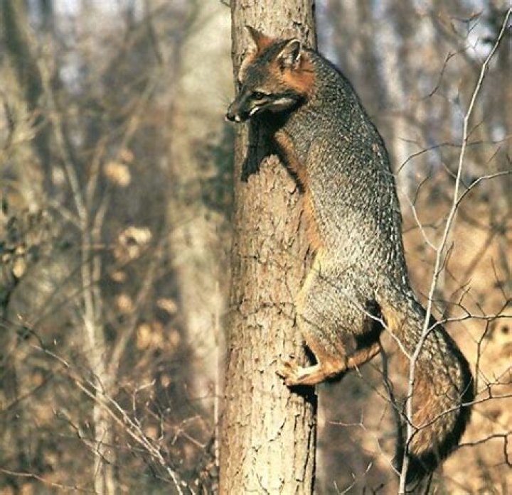 Quick Answer: Can Gray Fox Climb Trees