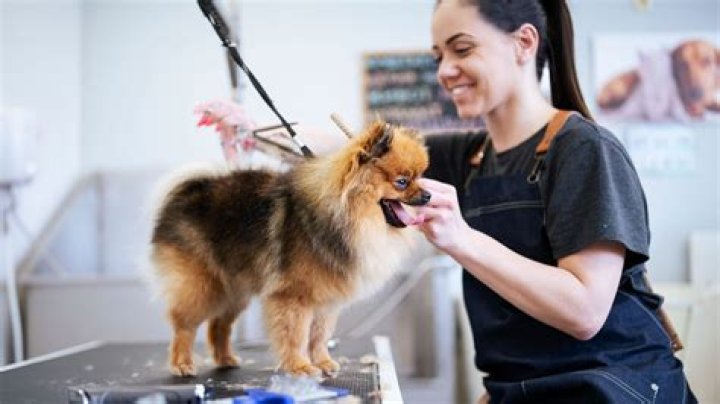 Quick Answer: Do Dog Groomers Take Care Credit