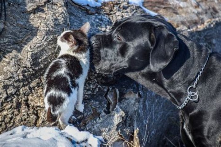 Quick Answer: Do Shiba Inu Dogs Get Along With Cats