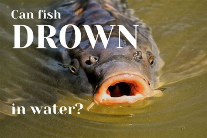 Quick Answer: How Can A Fish Drown In Water