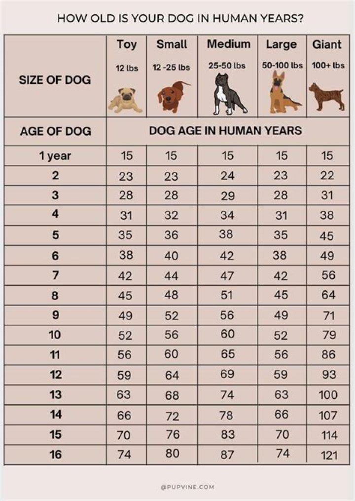 Quick Answer: How Long Is One Day In Dog Time