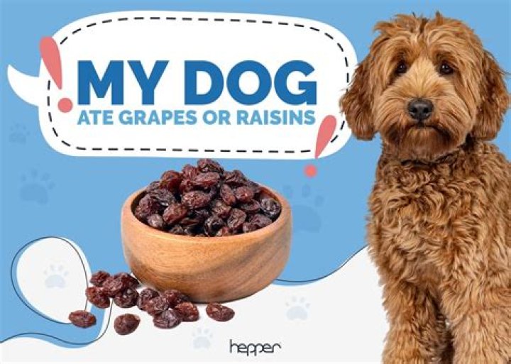 Quick Answer: How Many Raisins Can A Dog Eat