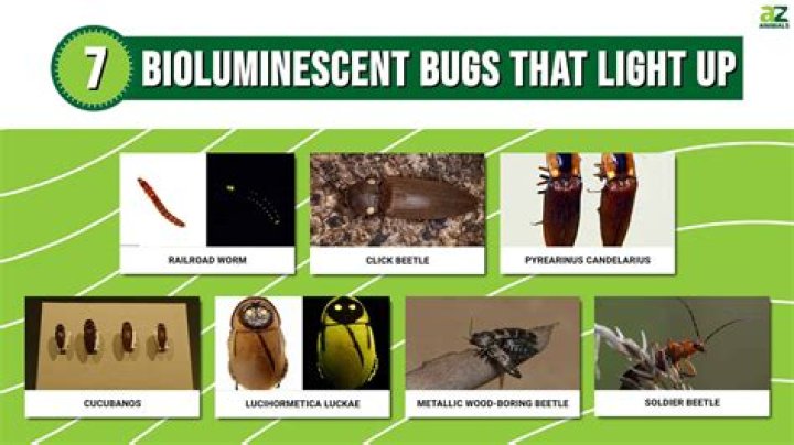 Quick Answer: How To Get Rid Of Bugs Attracted To Light