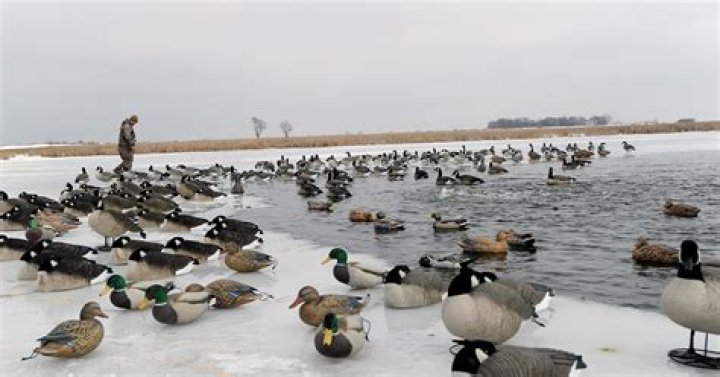 Quick Answer: How To Keep Hunting Dog Warm