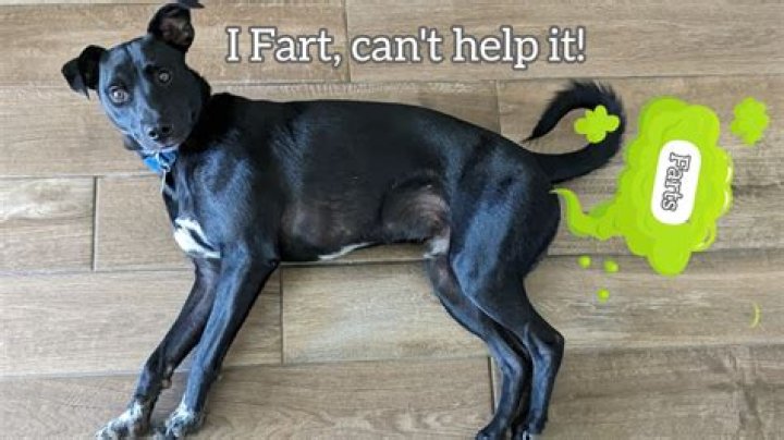 Quick Answer: How To Make A Dog Fart A Lot