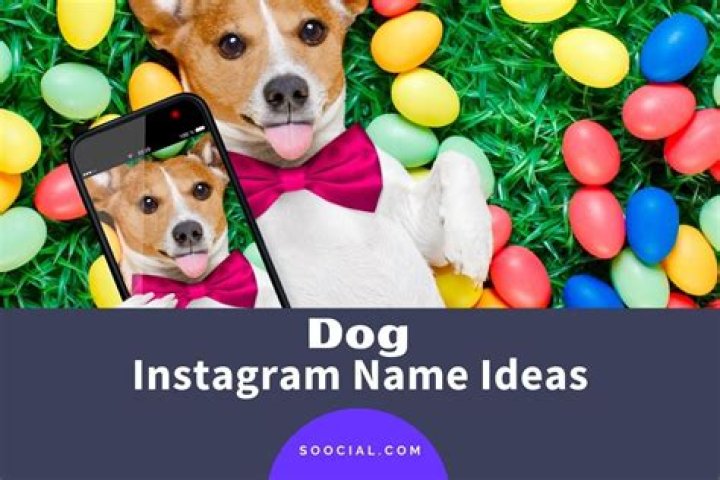 Quick Answer: How To Make A Dog Instagram Name