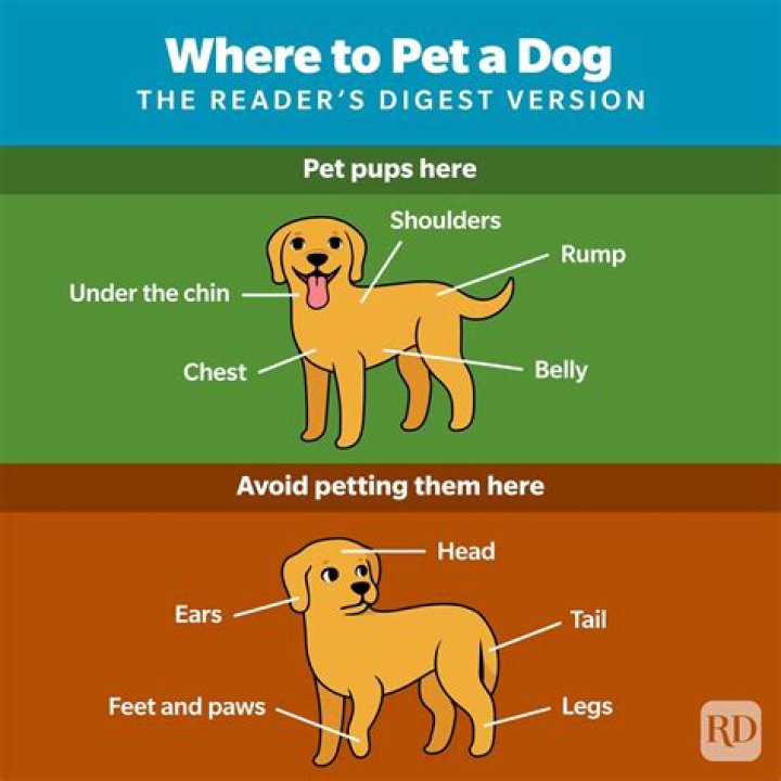 Quick Answer: Why Do Dogs Like To Hump Stuffed Animals