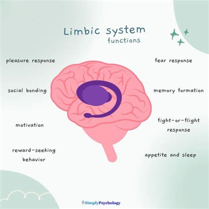 What affects the limbic system