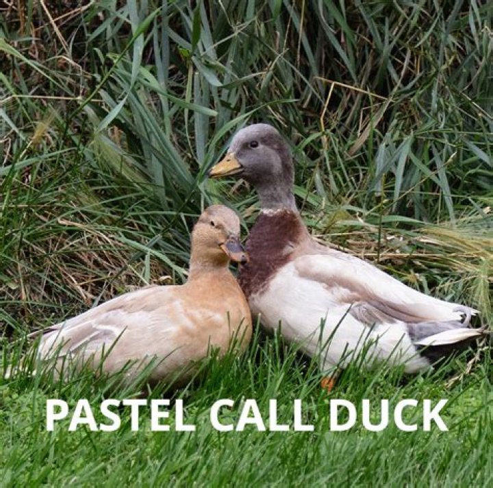 What are call ducks used for