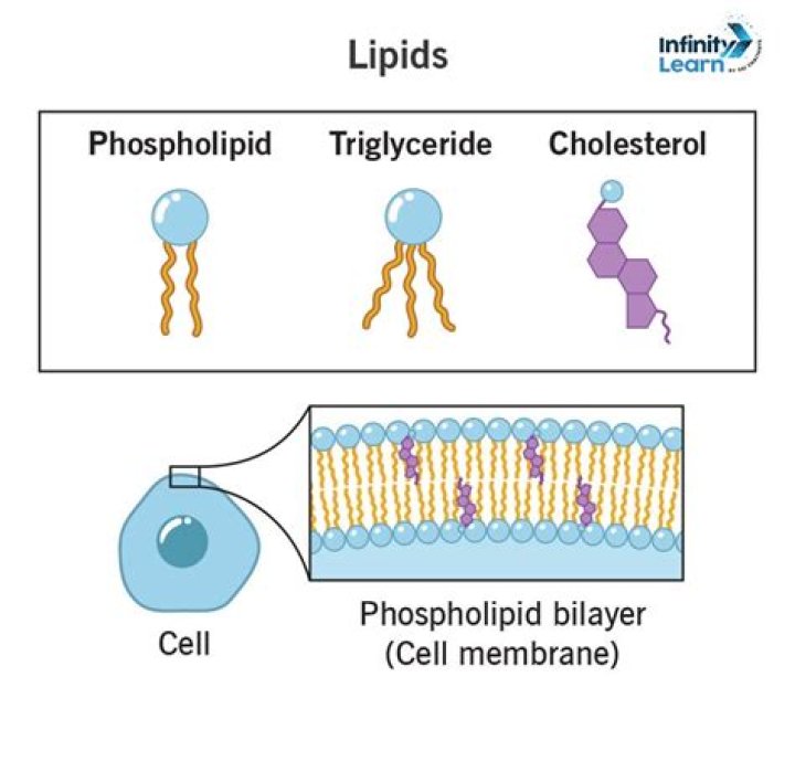 What are the 3 types of lipids and their functions