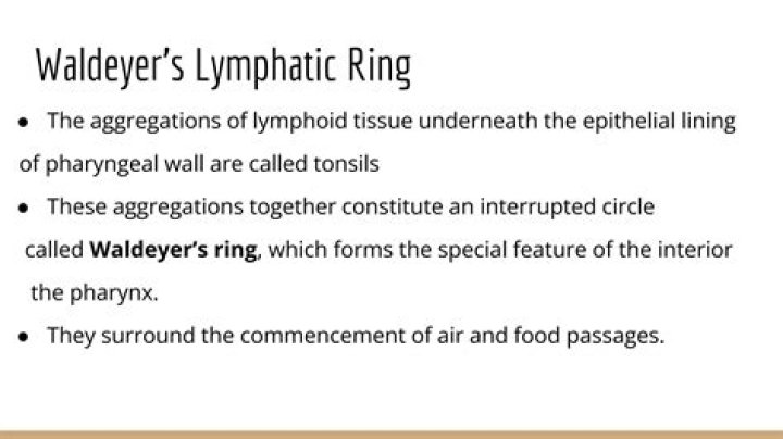 What are the components of Waldeyers ring