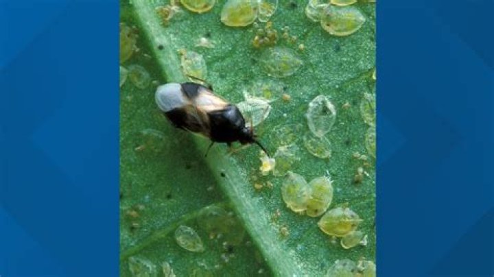 What are the little bugs on my wall