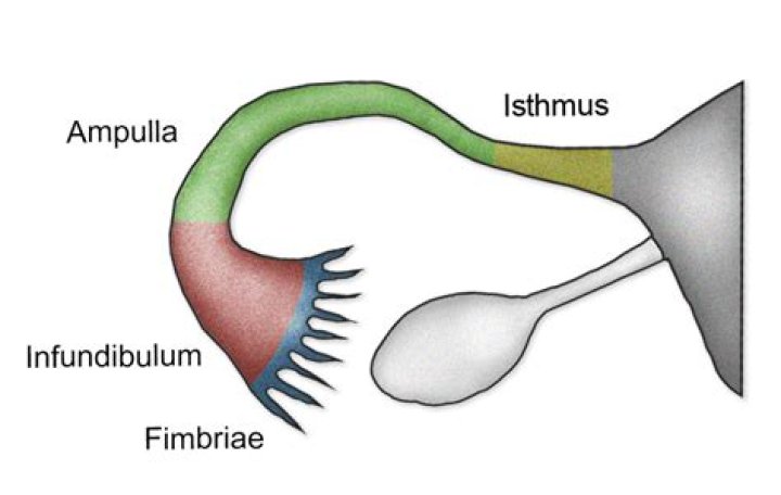 What are the parts of fallopian tube