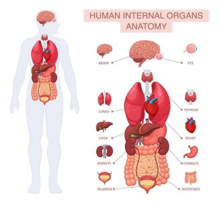 What are the two largest organs in the human body
