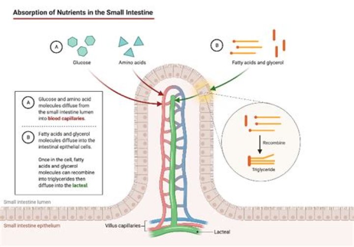 What breaks down protein in the small intestine