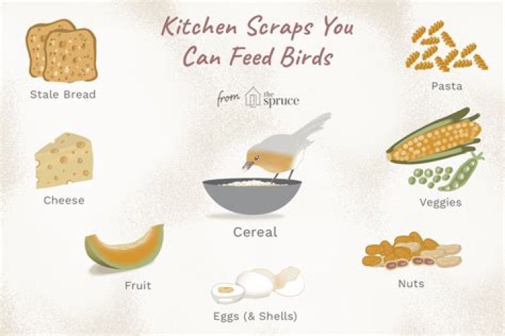 What can you feed wild birds from your kitchen