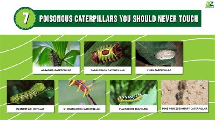 What caterpillars are toxic to dogs