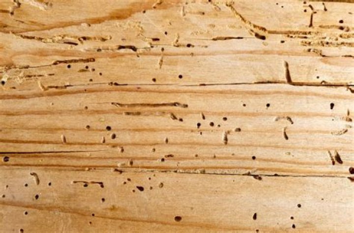 What causes little holes in wood