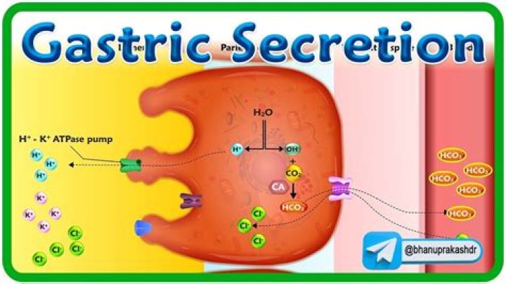 What chemicals regulates gastric secretion