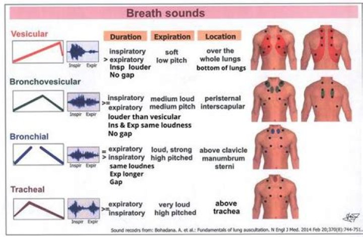 What do breath sounds mean
