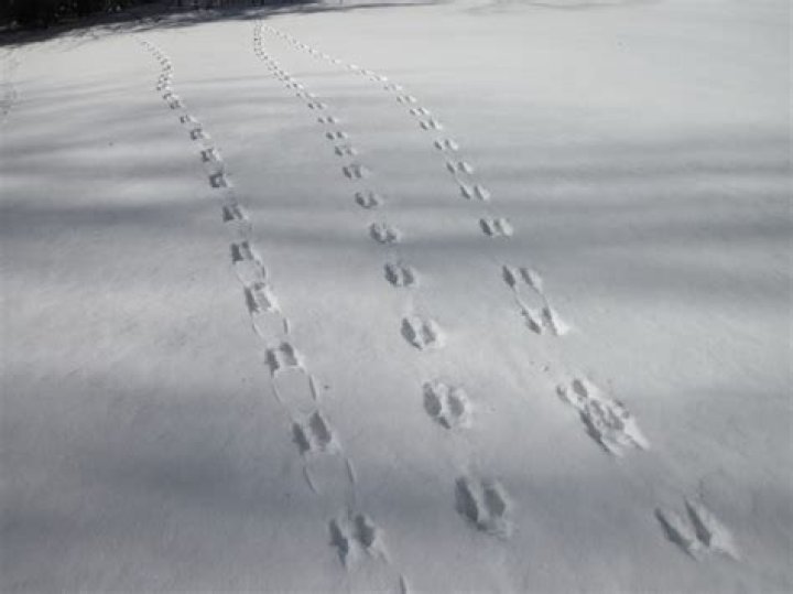 What do deer prints look like