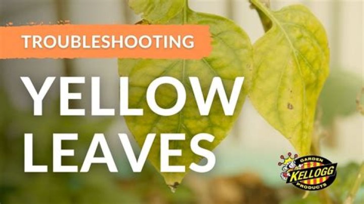 What do yellow leaves on a hydrangea mean