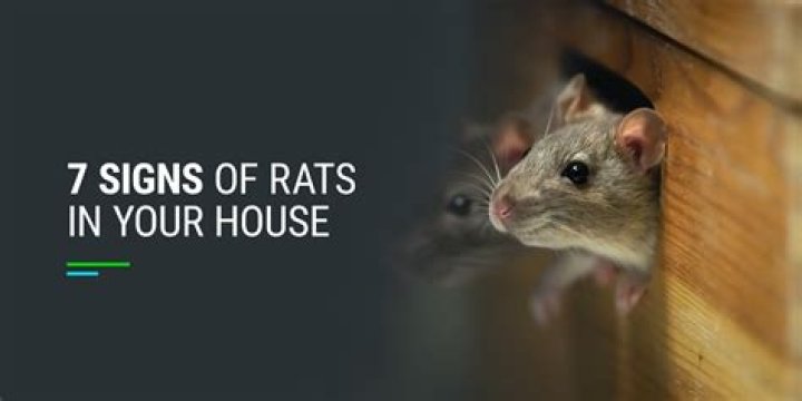 What do you do if you see a rat in your yard