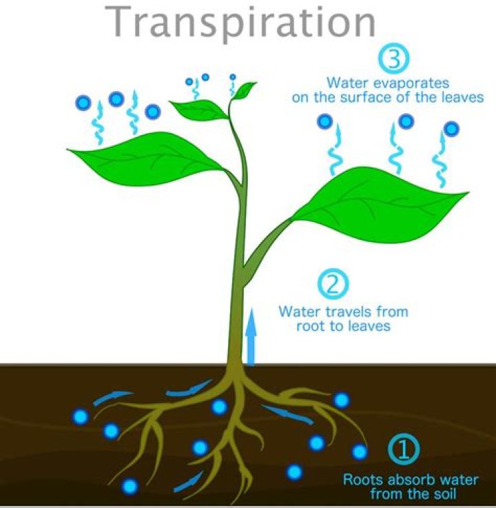 What do you mean by lenticular transpiration