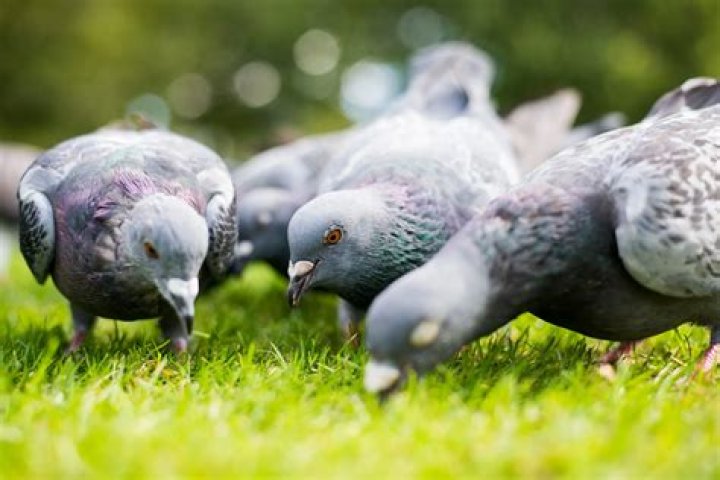 What does a pigeon in the house mean