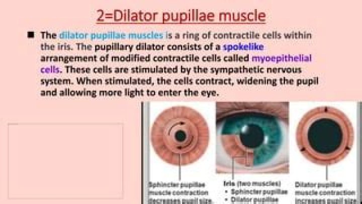 What does the dilator Pupillae do