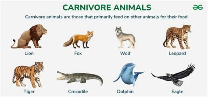 What does the term Carnivora mean etymologically