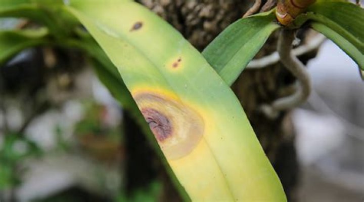 What does yellow leaves on an orchid mean