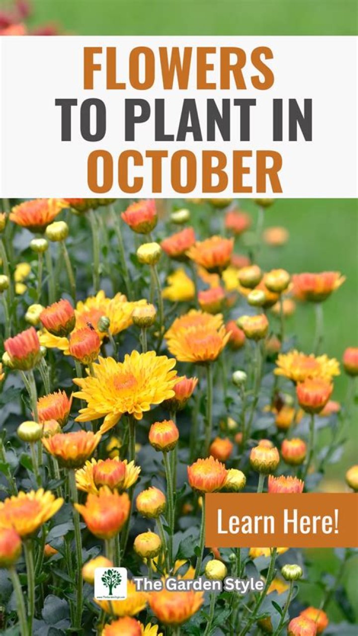 What flowers can you plant in November