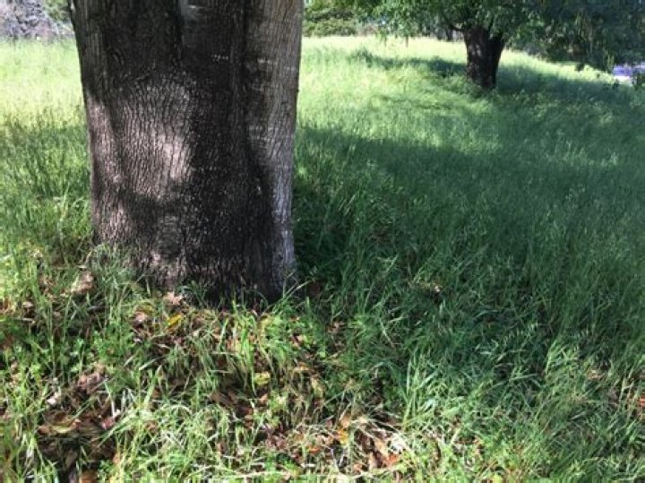 What grass will grow under trees