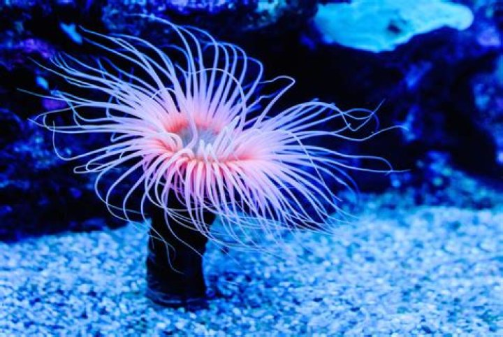 What happens if anemone died in tank