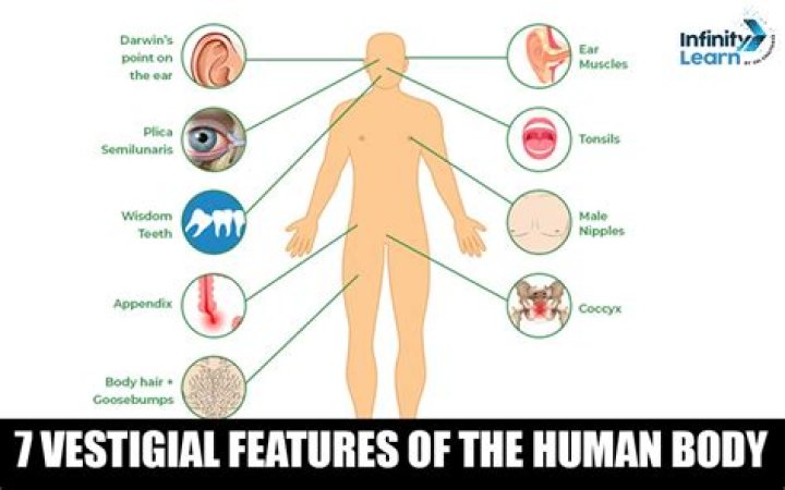 What human body parts may become vestigial