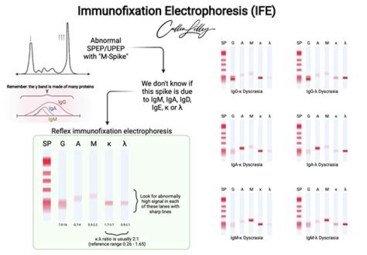 What is a immunoelectrophoresis test