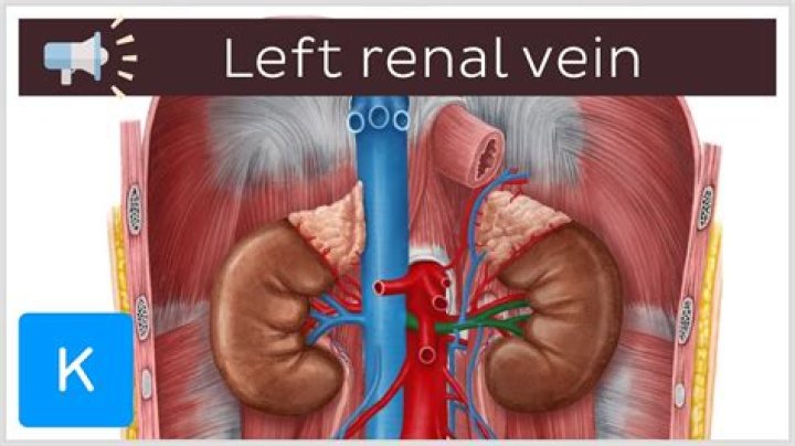 What is a left renal vein